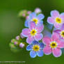 Forget Me Not Rainbow