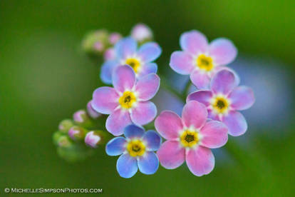 Forget Me Not Rainbow