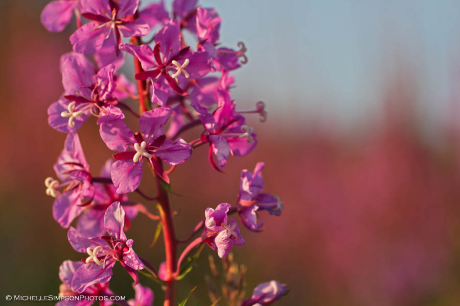 Sea of Pink by MSimpsonPhotos
