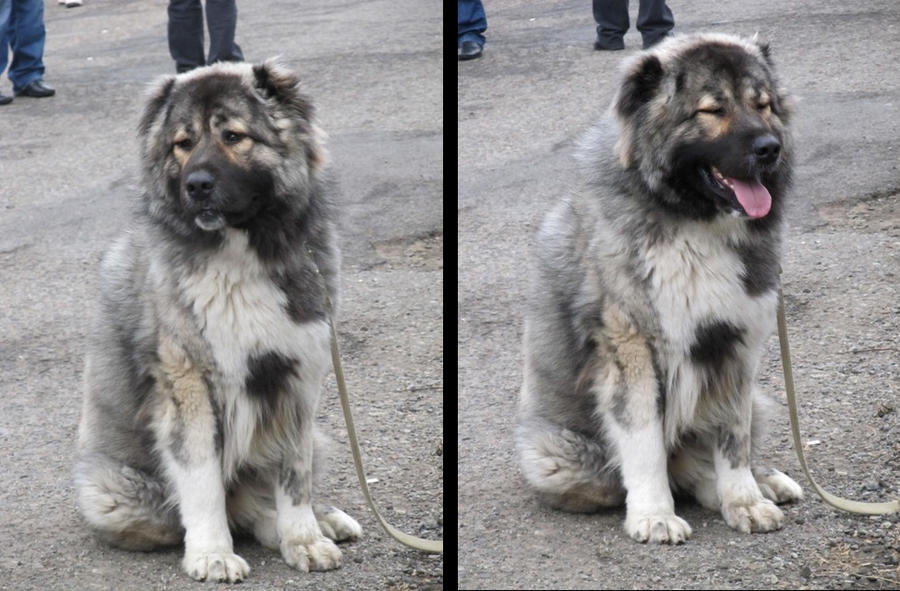Georgian Shepherd Caucasian Shepherd Dog 1 By Kate San 812 On
