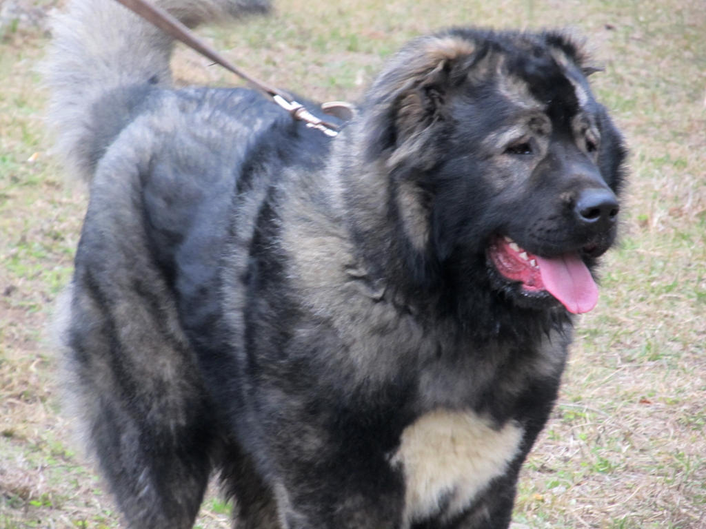 Georgian Shepherd Caucasian Shepherd Dog 3 By Kate San 812 On