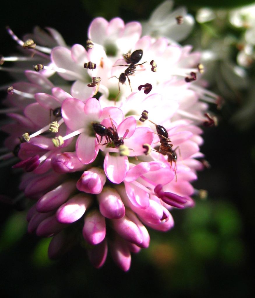 the attack of the flower