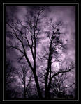 purple tree by AlexBlood