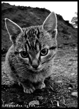 BW serious cat