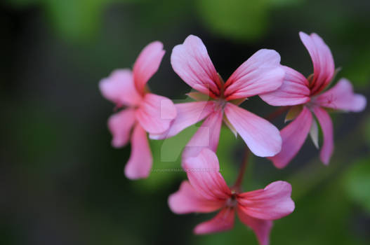 pink flower