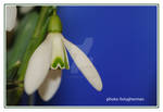snowdrop 001 by liviugherman