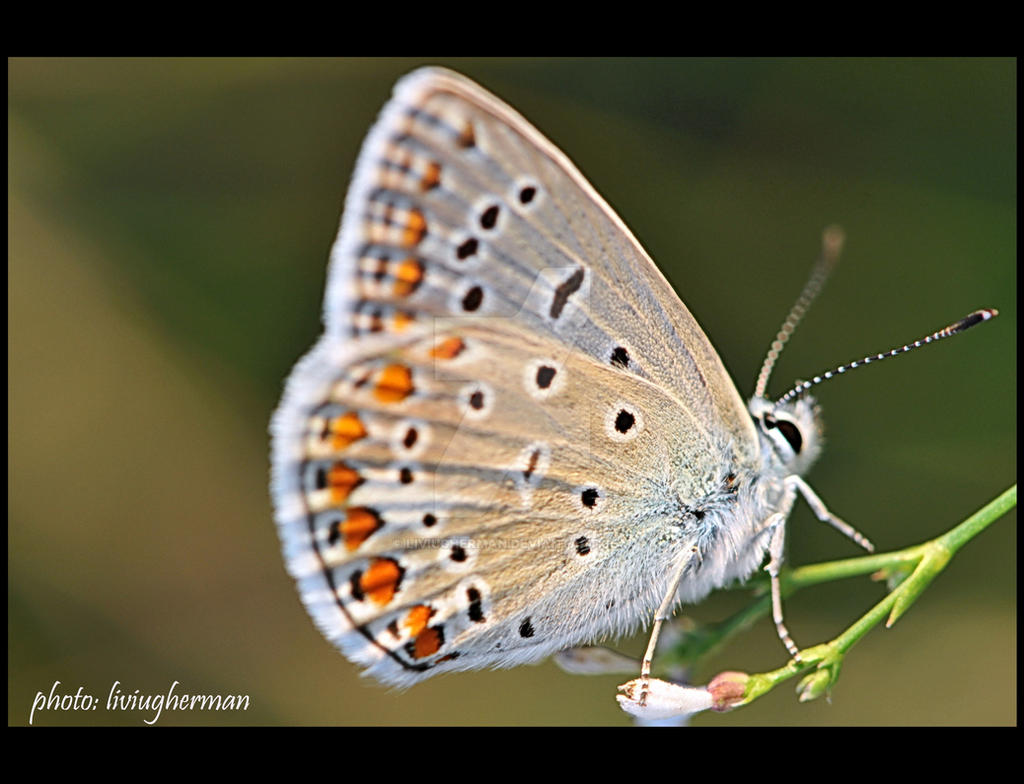 butterfly