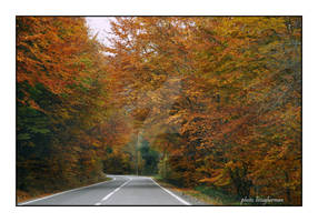 autumn street