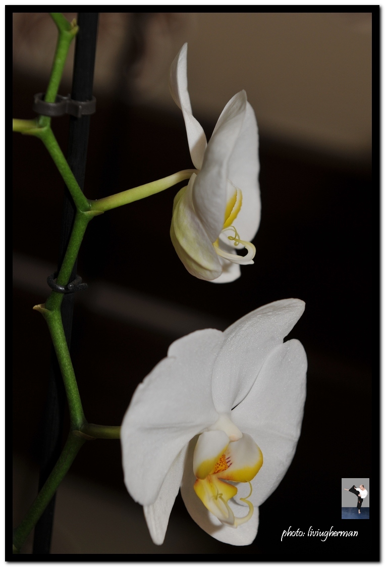 white orchid