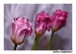 pink tulips by liviugherman