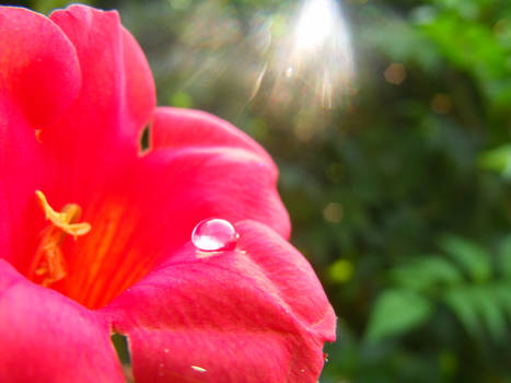 Flower Droplet Experiment