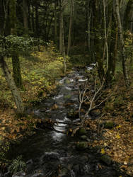 Tranquil Stream