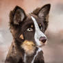 Dog portrait