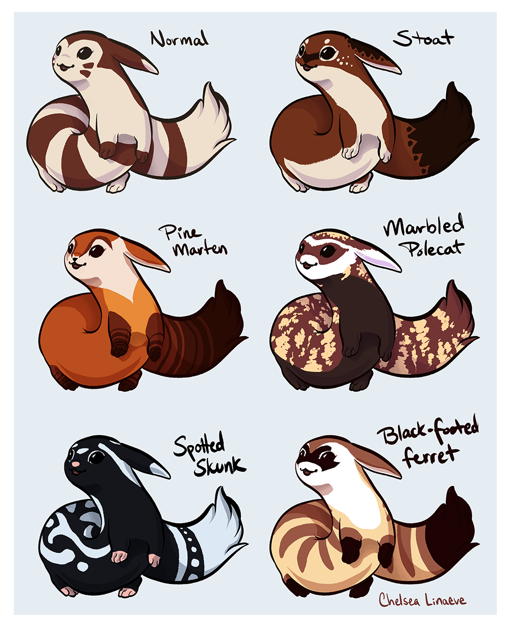 Furret Variations