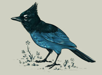 Steller's Jay