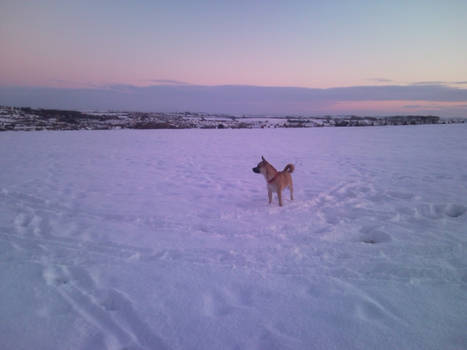 Small dog...or big field?