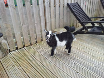 Pot plant goat 2