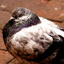 In El Paso, pigeons growl