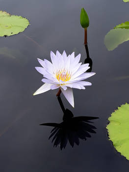 Waterlily