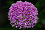 Giant Onion Flower by WestLothian