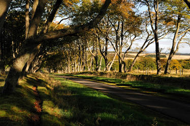 Beech Avenue Walk