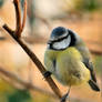 Blue Titmouse