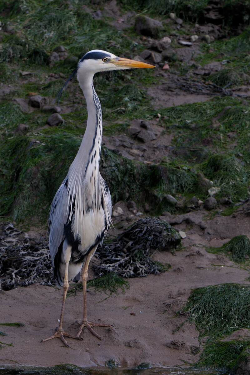 Wet Grey Heron