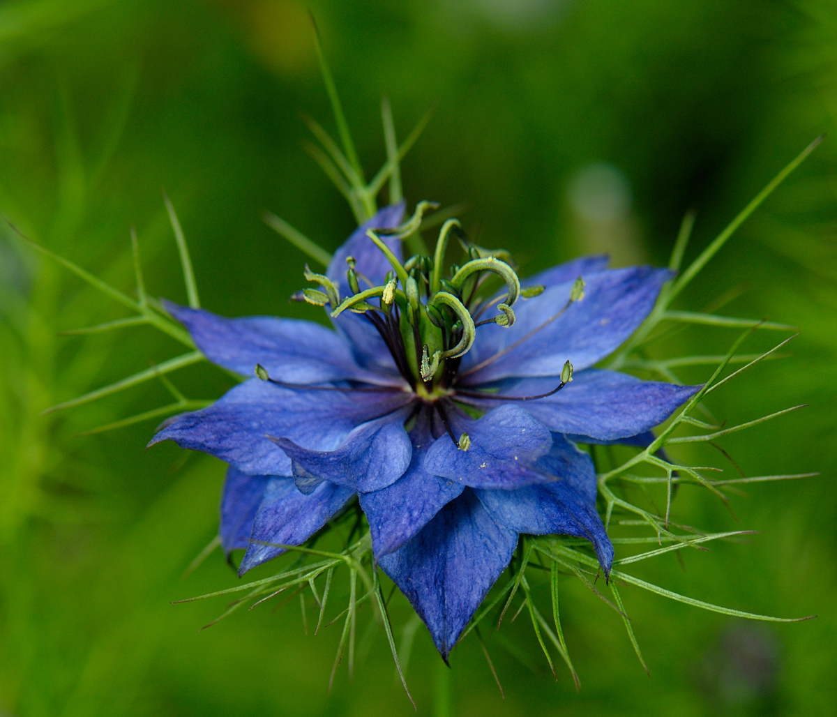 Blue Nigella