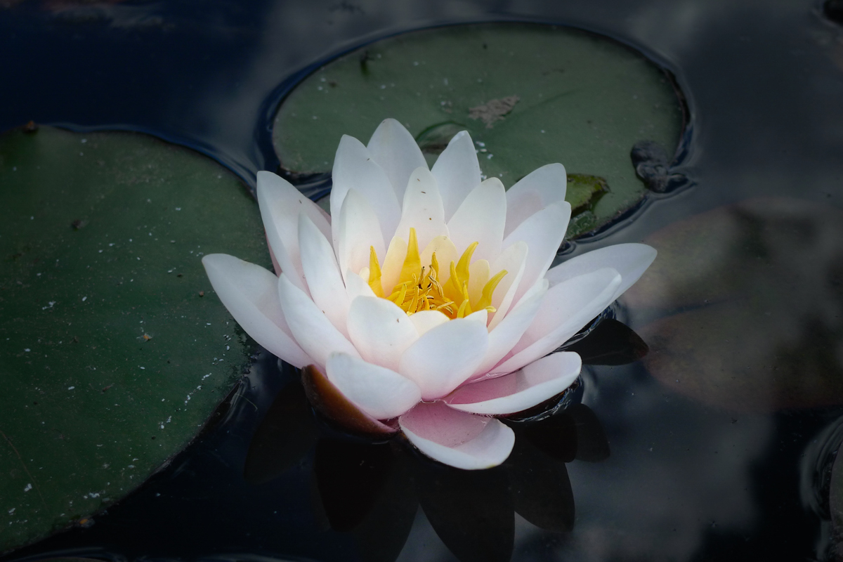 Pond Lily