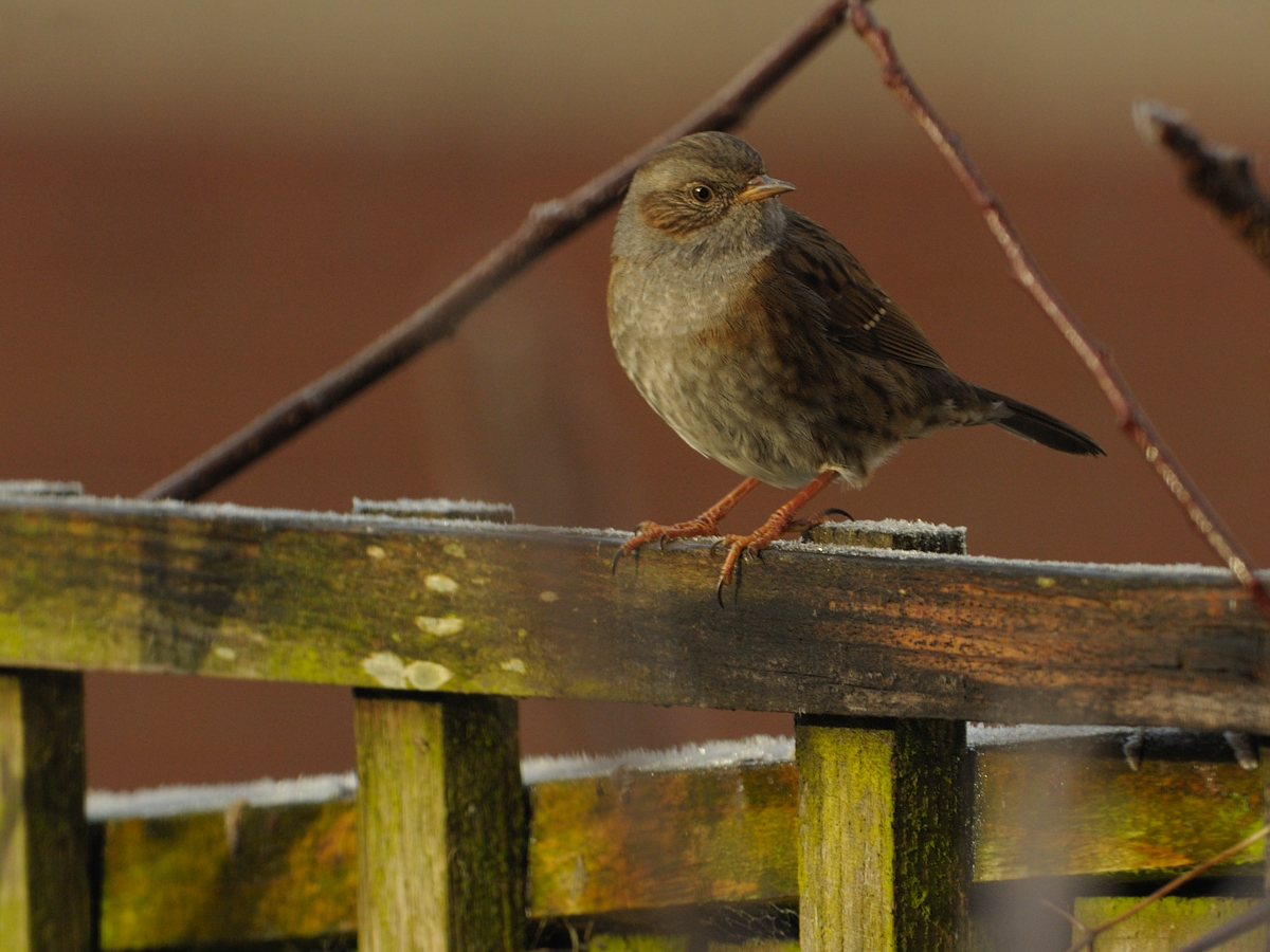 Dunnock - Prunella modularis