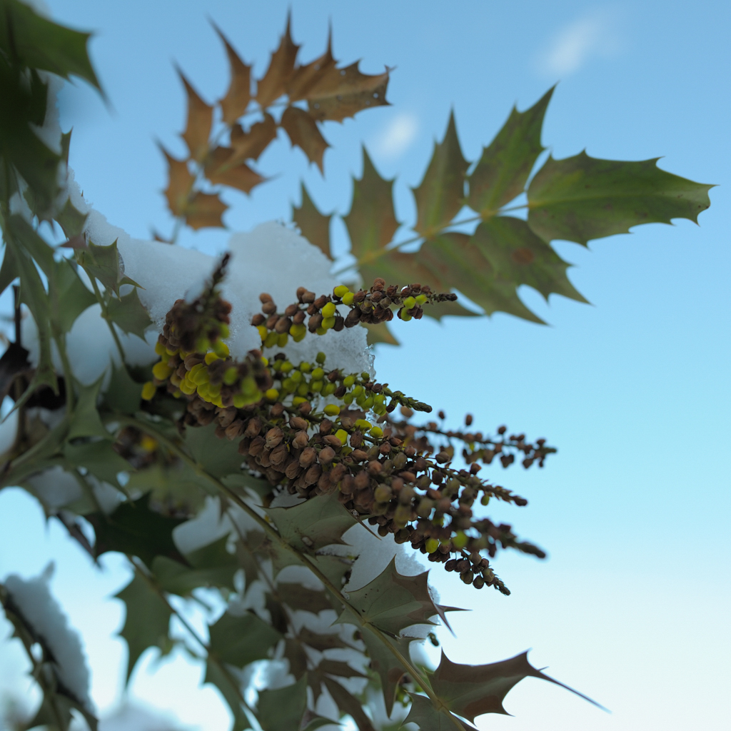 Under The Snowy Mahonia