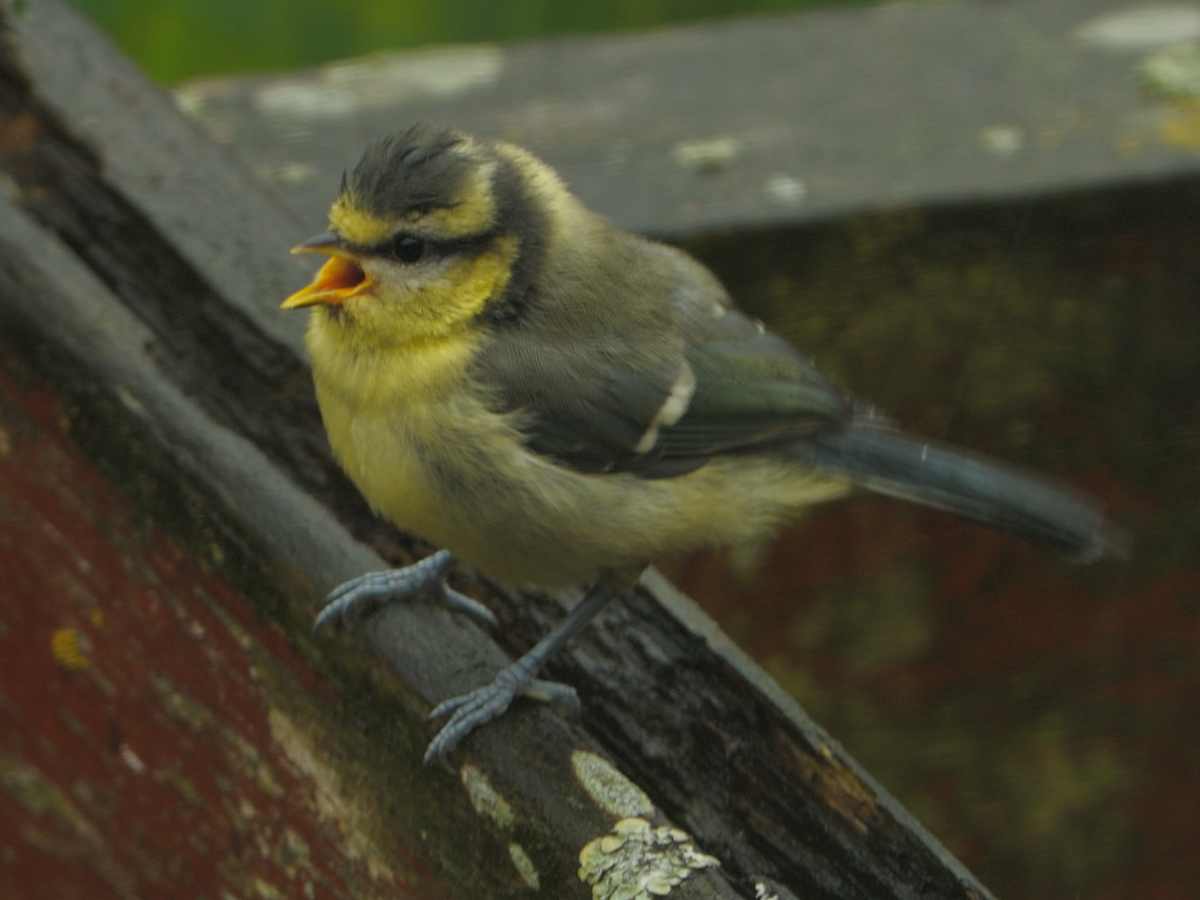 Baby Bluetit Singing