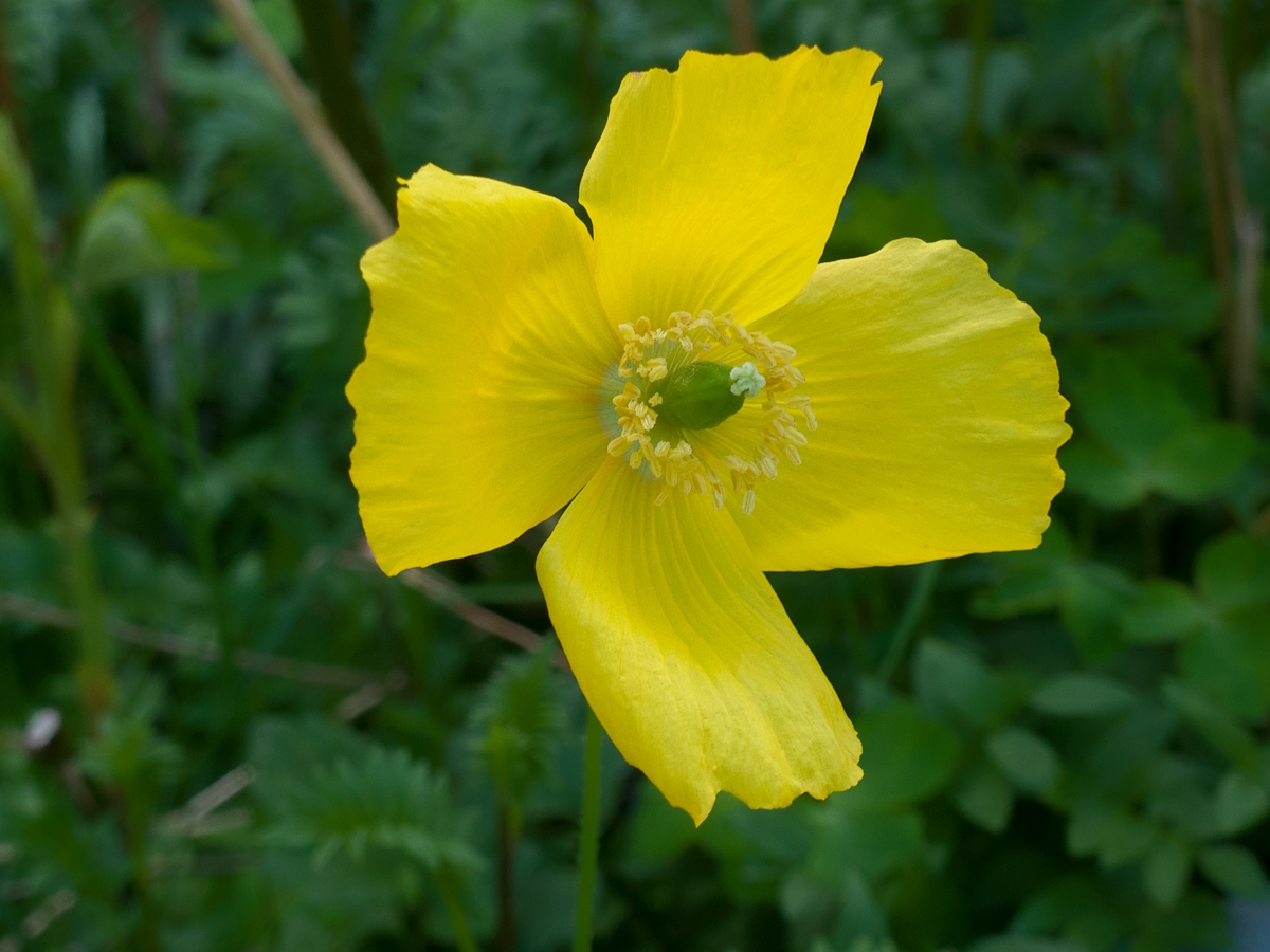 Welsh Flower