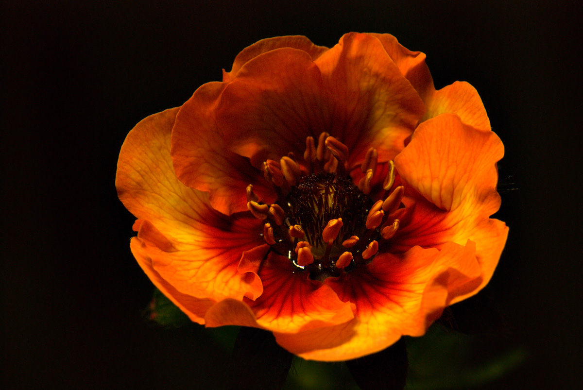 Wet Geum