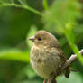 Greenfinch Juvenile