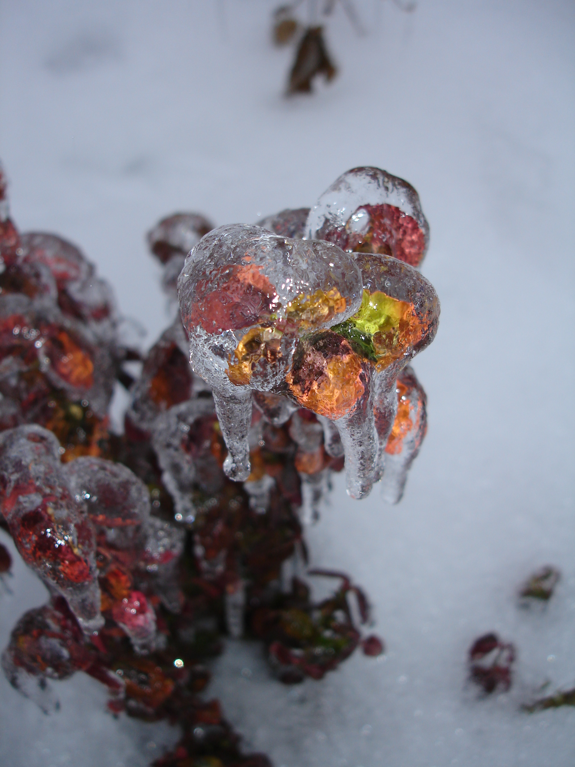 Frozen vibrance