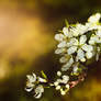 Floare de cires