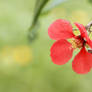 Red flower