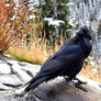 Northern Raven