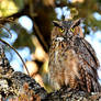 Submature Great Horned Owl
