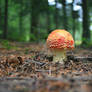 Mushroom I