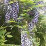 Wisteria