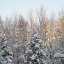 woods with snow