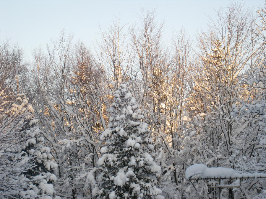 woods with snow