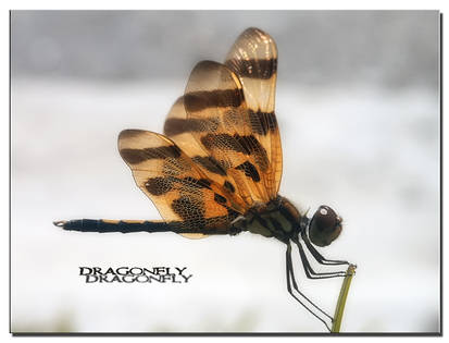 Dragonfly