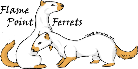 Flame Point Ferrets