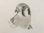 Daily Sketch: Flynn the American Kestrel by dipnoi