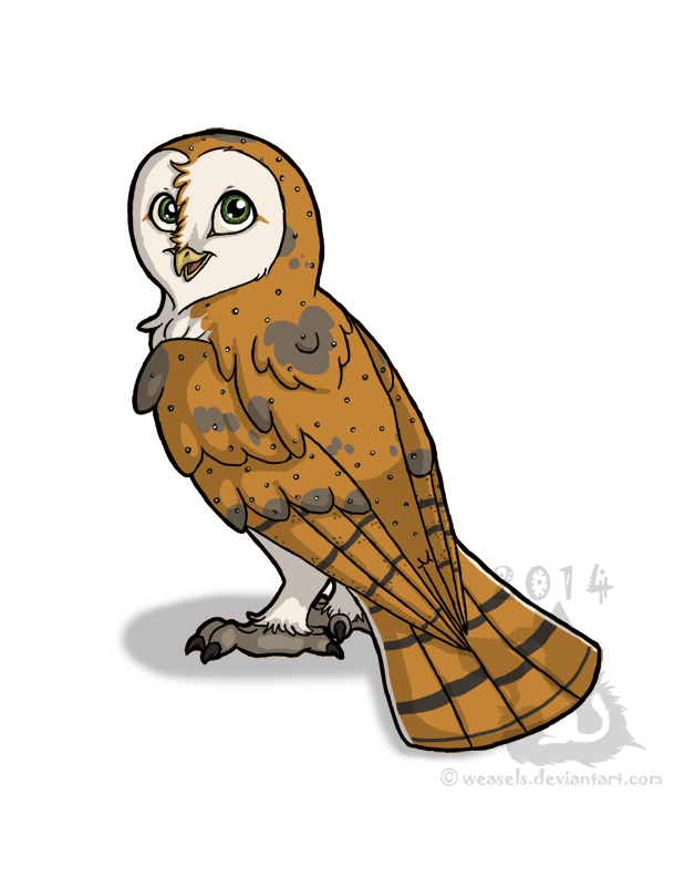 Barn Owl