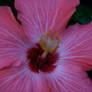 Pink Flower3