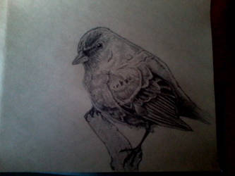 Sketch (bird)